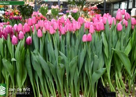 Tulipa Mosni ® (1)